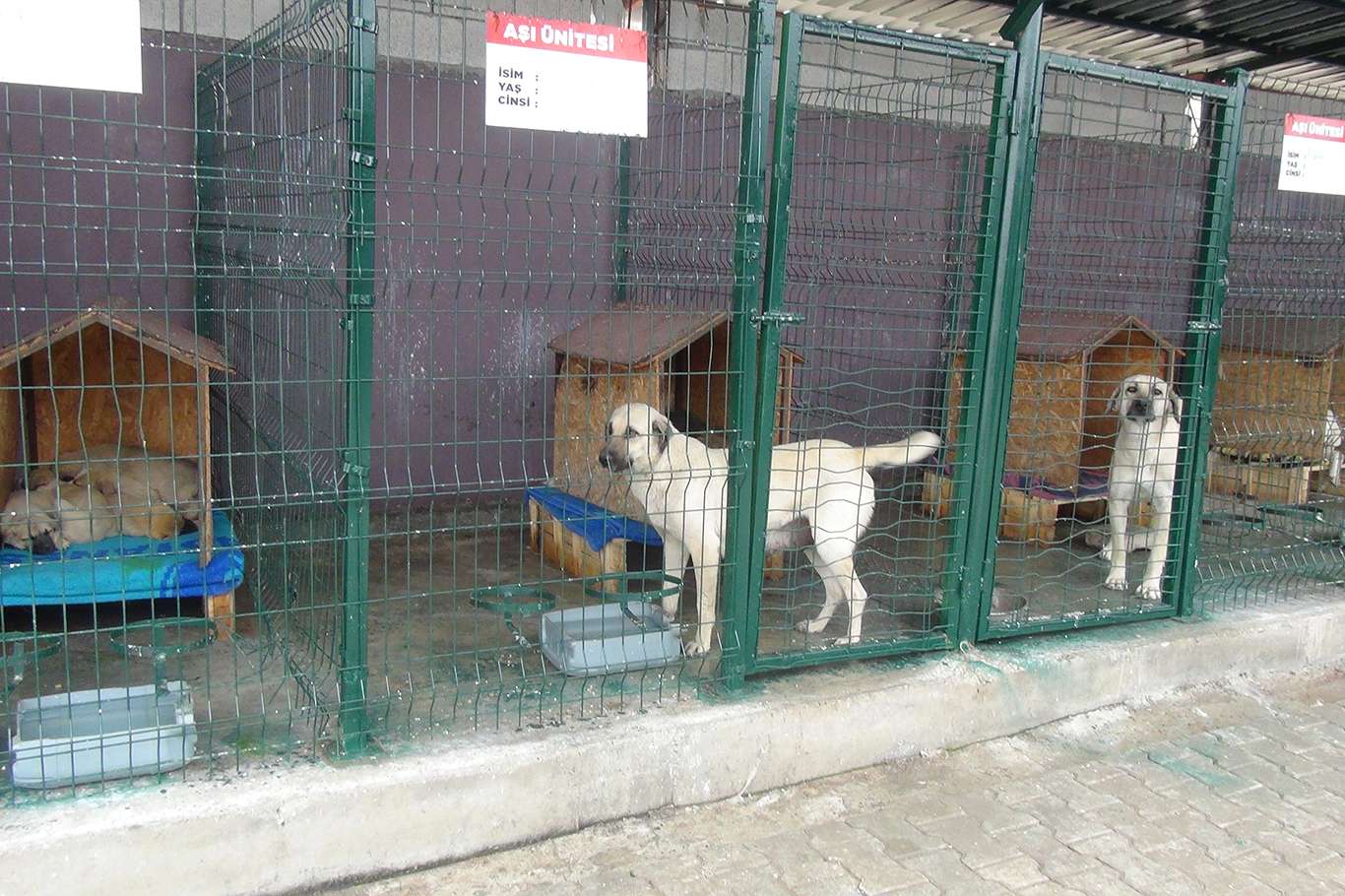 Salgın döneminde sokak hayvanlarını sahiplenme arttı